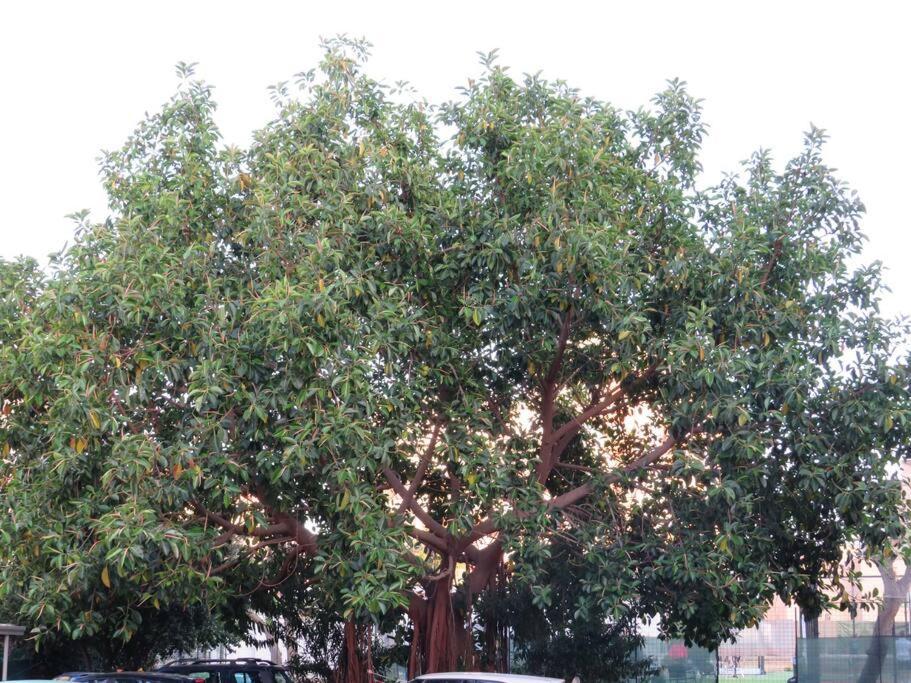 Relax Nel Verde- Giodapi Palm 巴勒莫 外观 照片